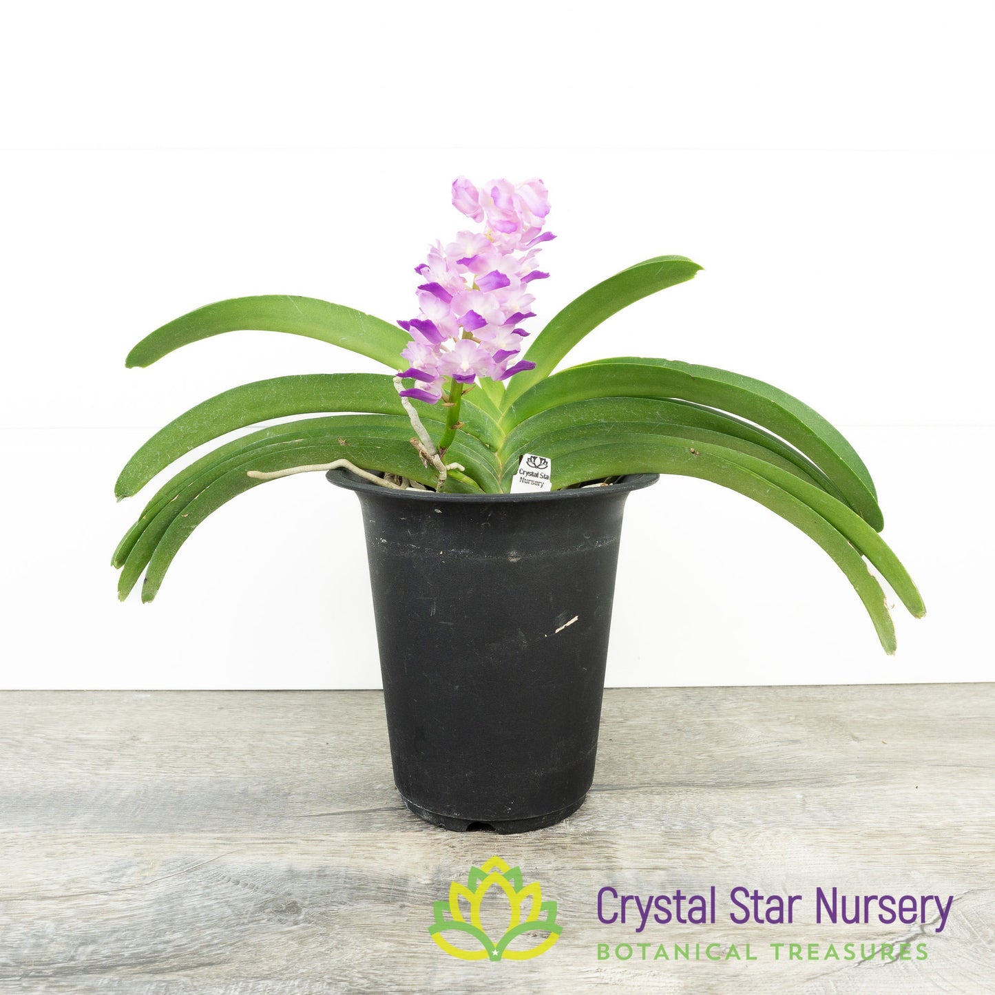 Rhynchostylis coelestis 'Pink' (Clt Pink)
