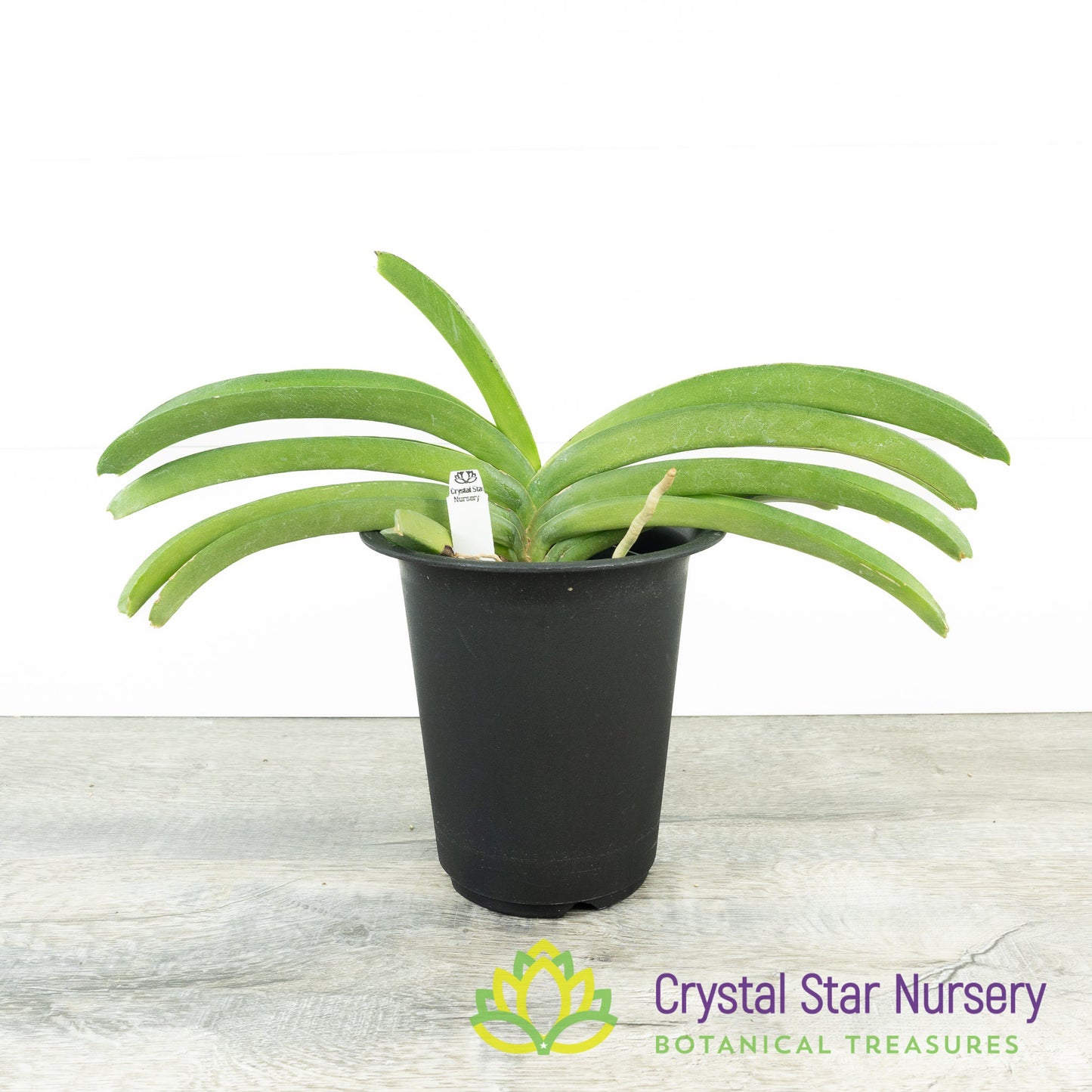 Rhynchostylis coelestis 'Pink' (Clt Pink)