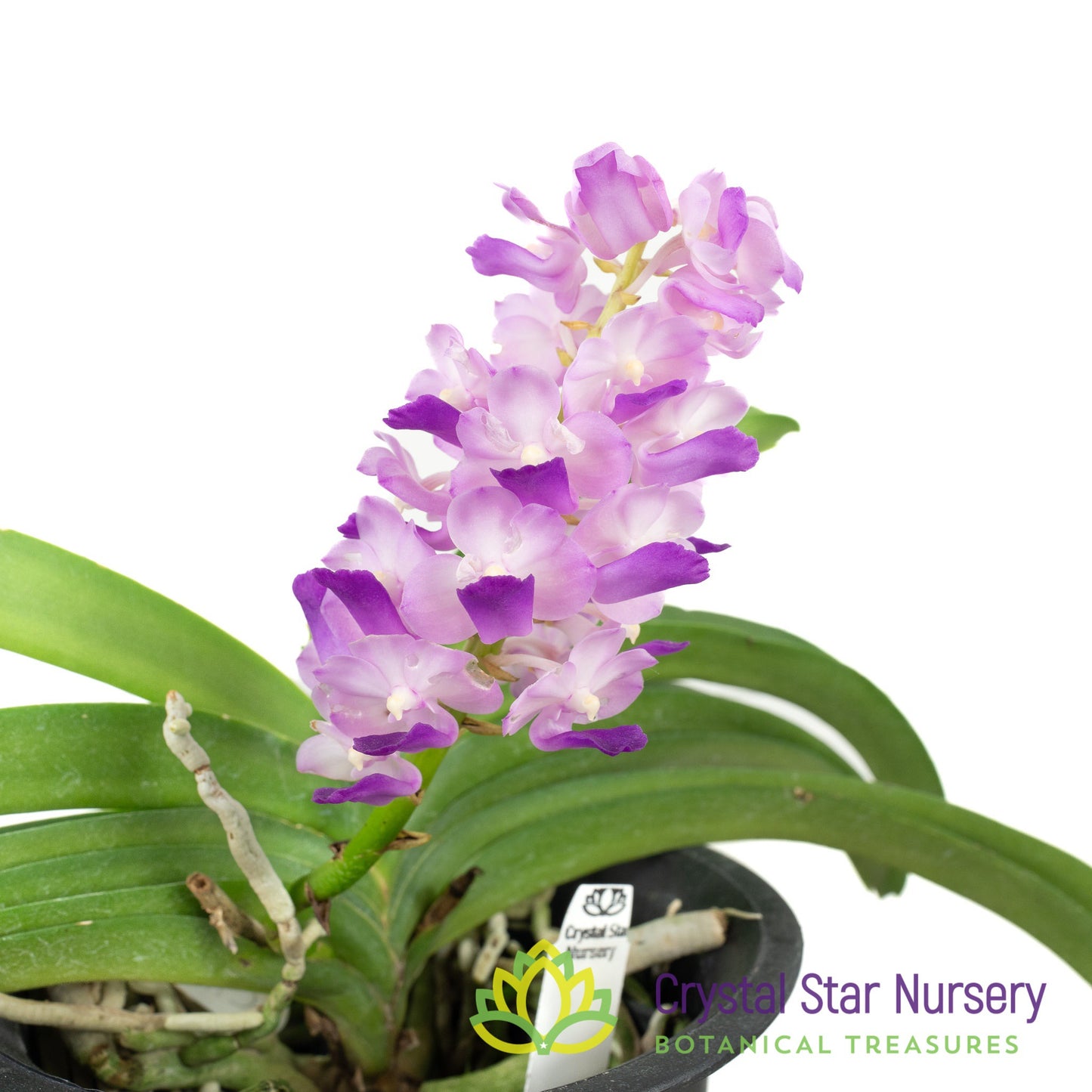Rhynchostylis coelestis 'Pink' (Clt Pink)