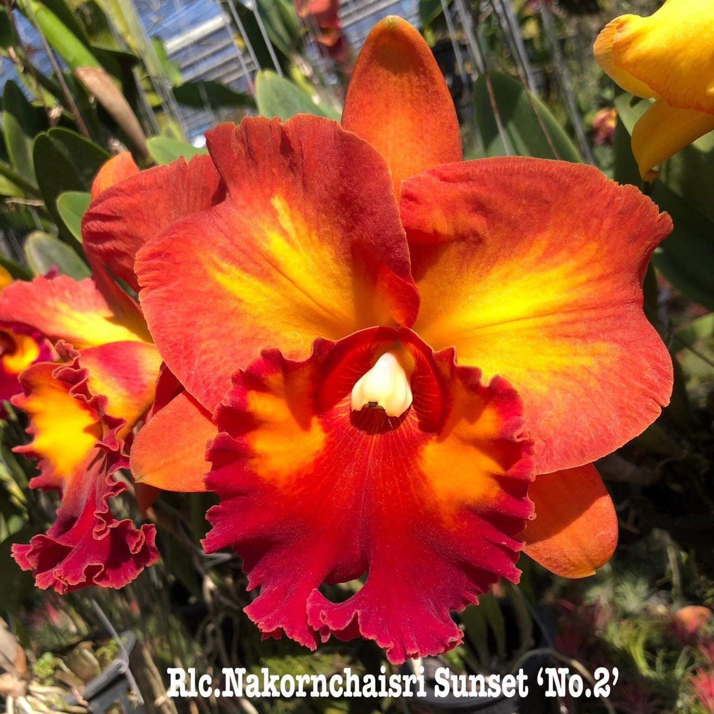 Rlc. Nakornchaisri Sunset 'No. 2' (231)