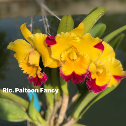 Rlc. Paitoon Fancy (249)