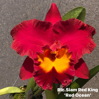 Rlc. Siam Red King ' Red Ocean' (233)