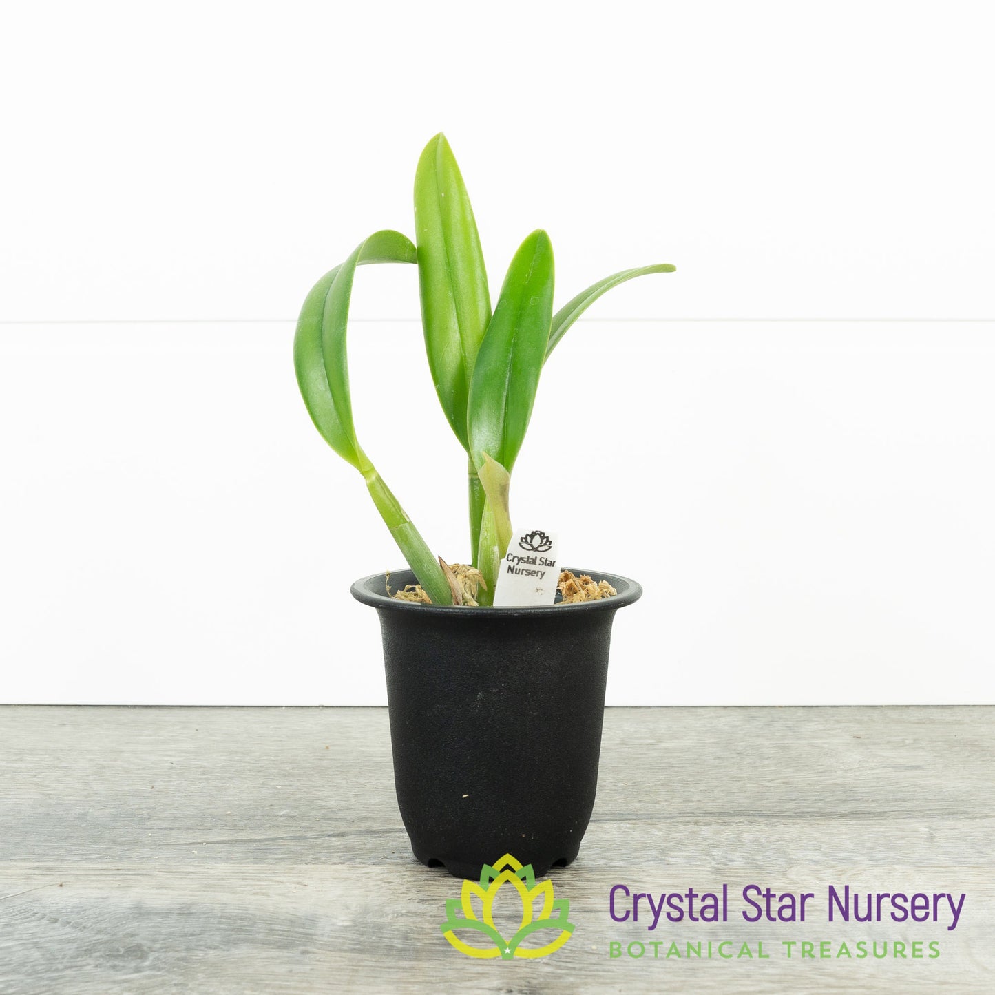 (Rl Digbyana x Cattleya Button Top 'Tokyo') x Cattleya 'Chian-Tzy Snow Crane (CTA-578)