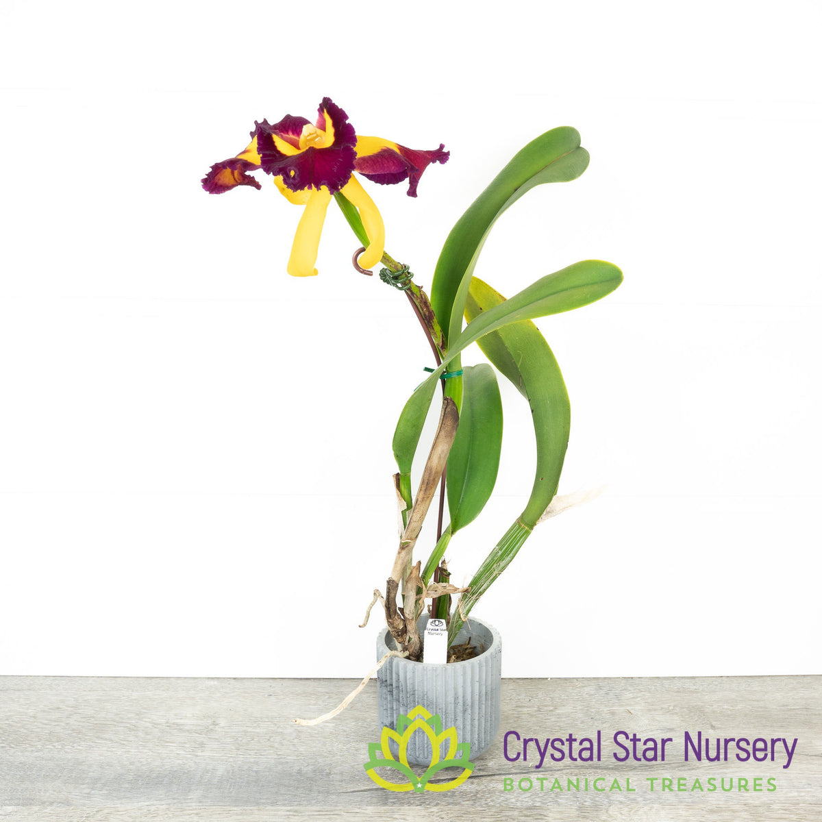Rlc. Chunfong Queen