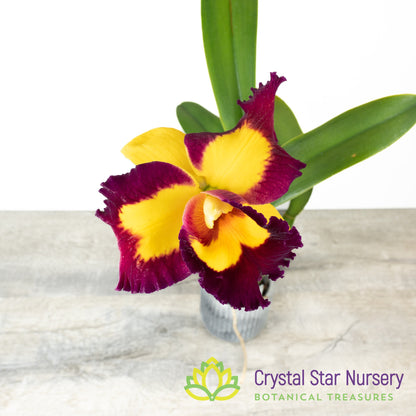 Rlc. Chunfong Queen