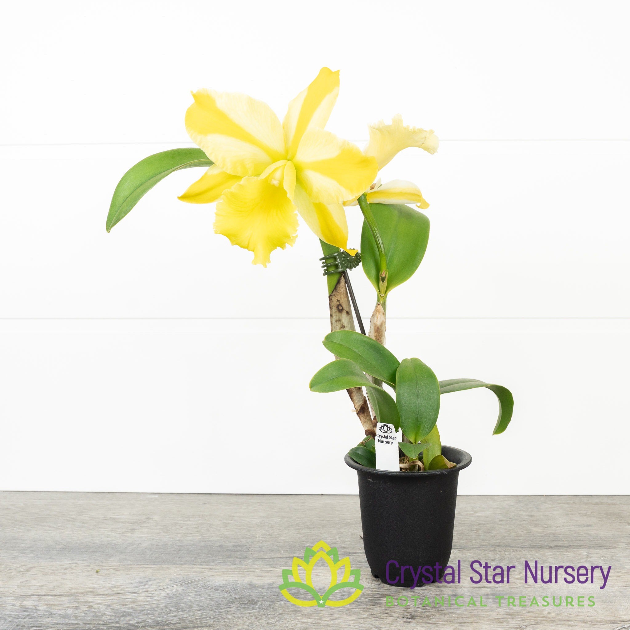 Rlc. Hua Young Gold (#3/#5) – Crystal Star Nursery