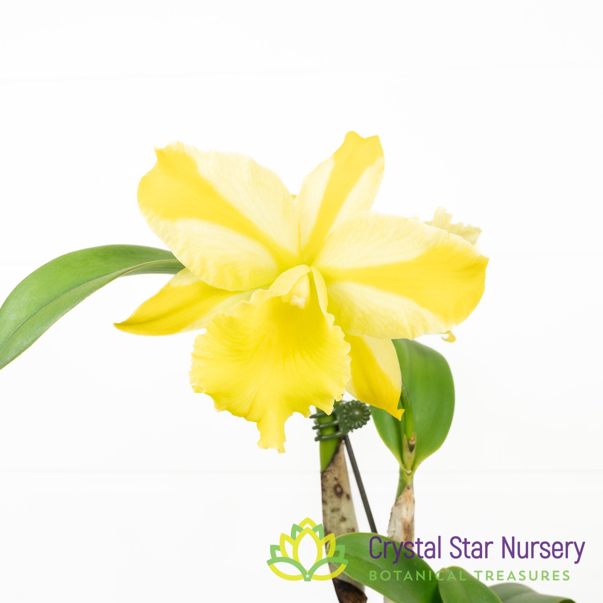 Rlc. Hua Young Gold (#3/#5) – Crystal Star Nursery