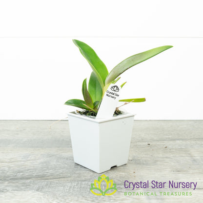Rlc. Linkin Love 'Chester' (234)