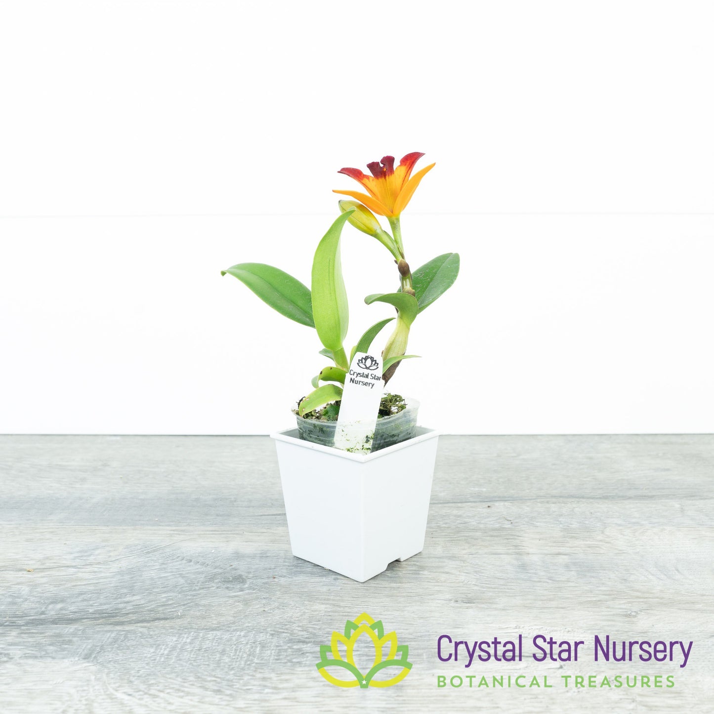 Rlc. Shinfong Flare (KC1088)