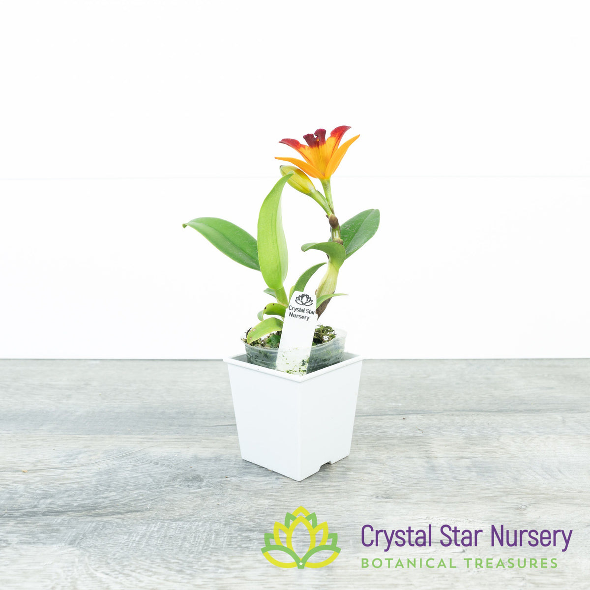 Rlc. Shinfong Flare (KC1088)