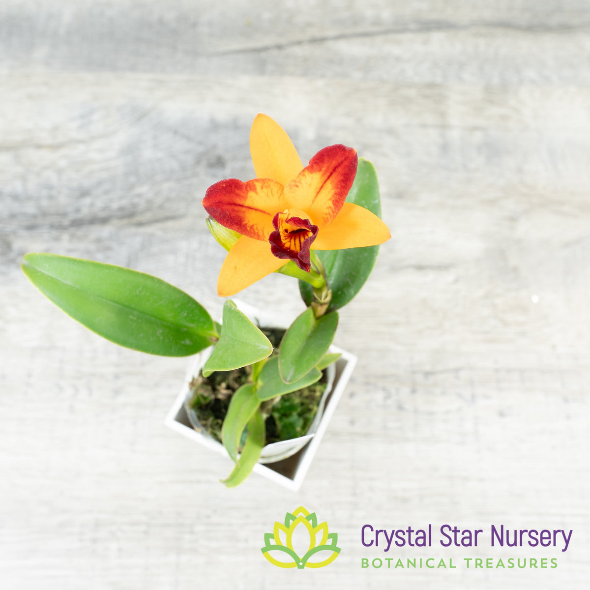 Rlc. Shinfong Flare (KC1088)
