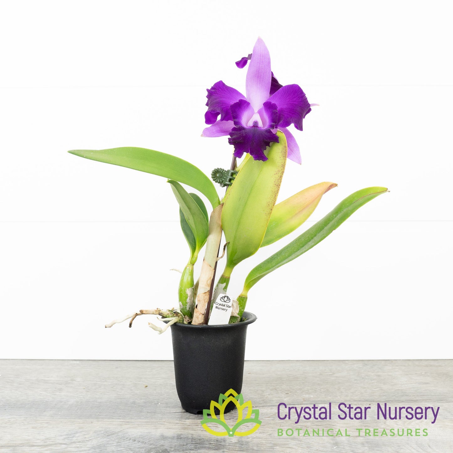 Rlc Alisun Spring x Cattleya Alisun Blue Star 'Nui Nui Tear'