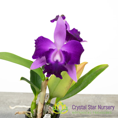 Rlc Alisun Spring x Cattleya Alisun Blue Star 'Nui Nui Tear'