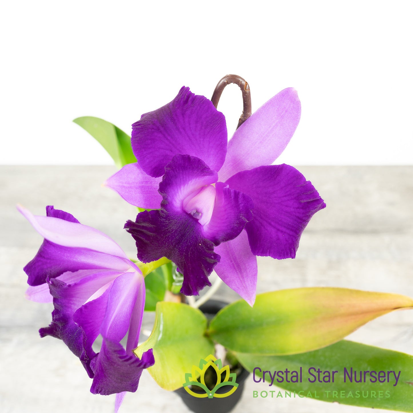 Rlc Alisun Spring x Cattleya Alisun Blue Star 'Nui Nui Tear'