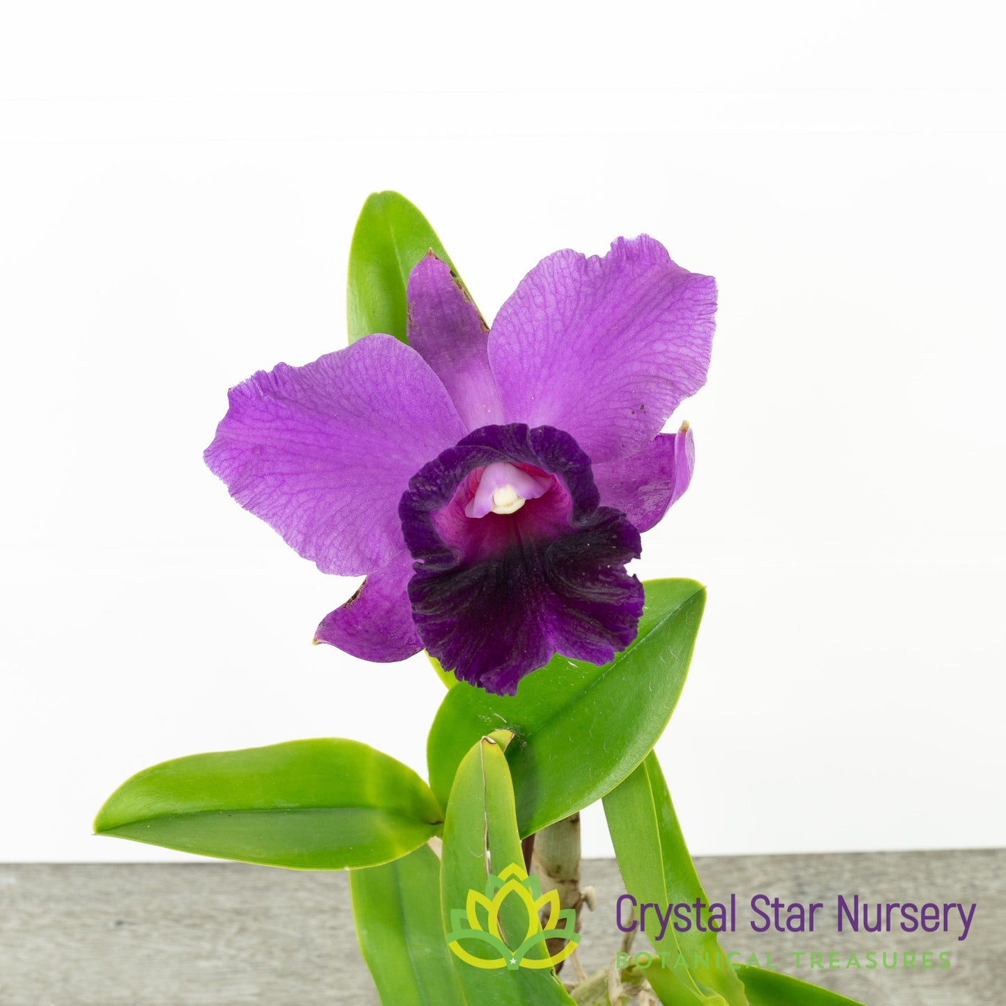 Rlc Alisun Spring x Cattleya Alisun Blue Star 'Nui Nui Tear'
