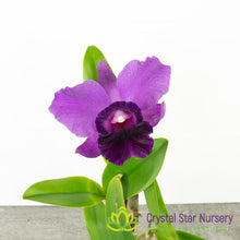 Rlc Alisun Spring x Cattleya Alisun Blue Star 'Nui Nui Tear'