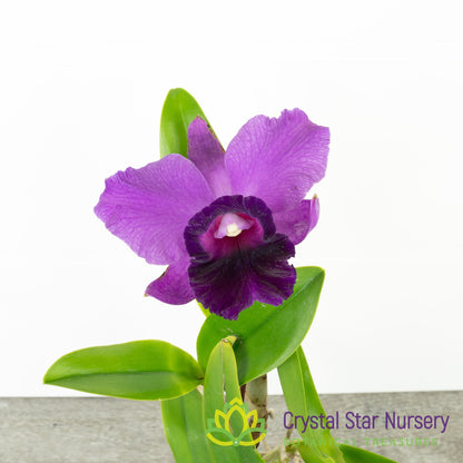 Rlc Alisun Spring x Cattleya Alisun Blue Star 'Nui Nui Tear'