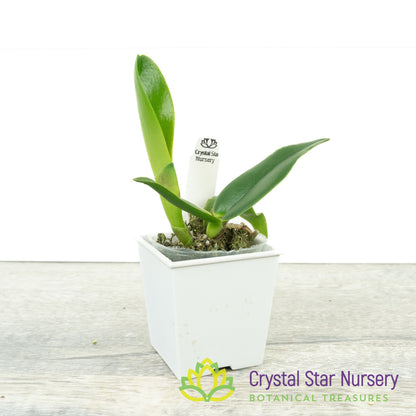 Rlc (Little Toshie x Yen Twenty four Carat) x Chunyeah #10 (SCB 866)