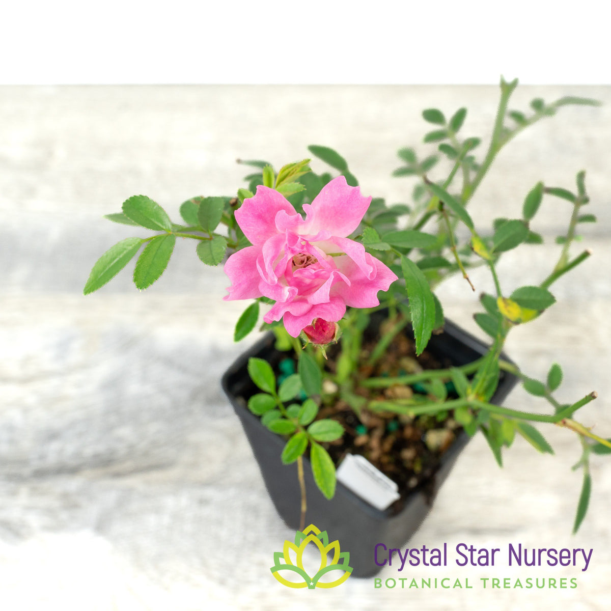 Rosa 'Hohoemi Rouge'