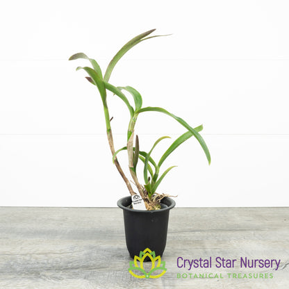Rothara 'Canary'