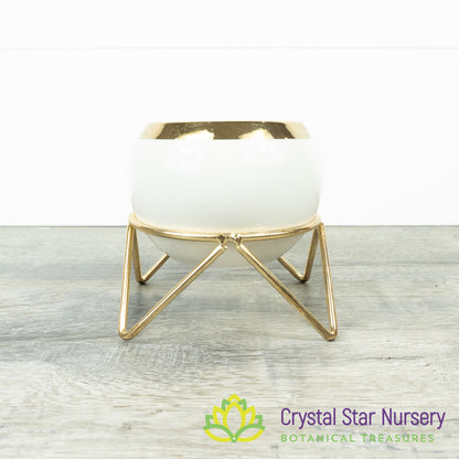 Round Pot with Gold Stand
