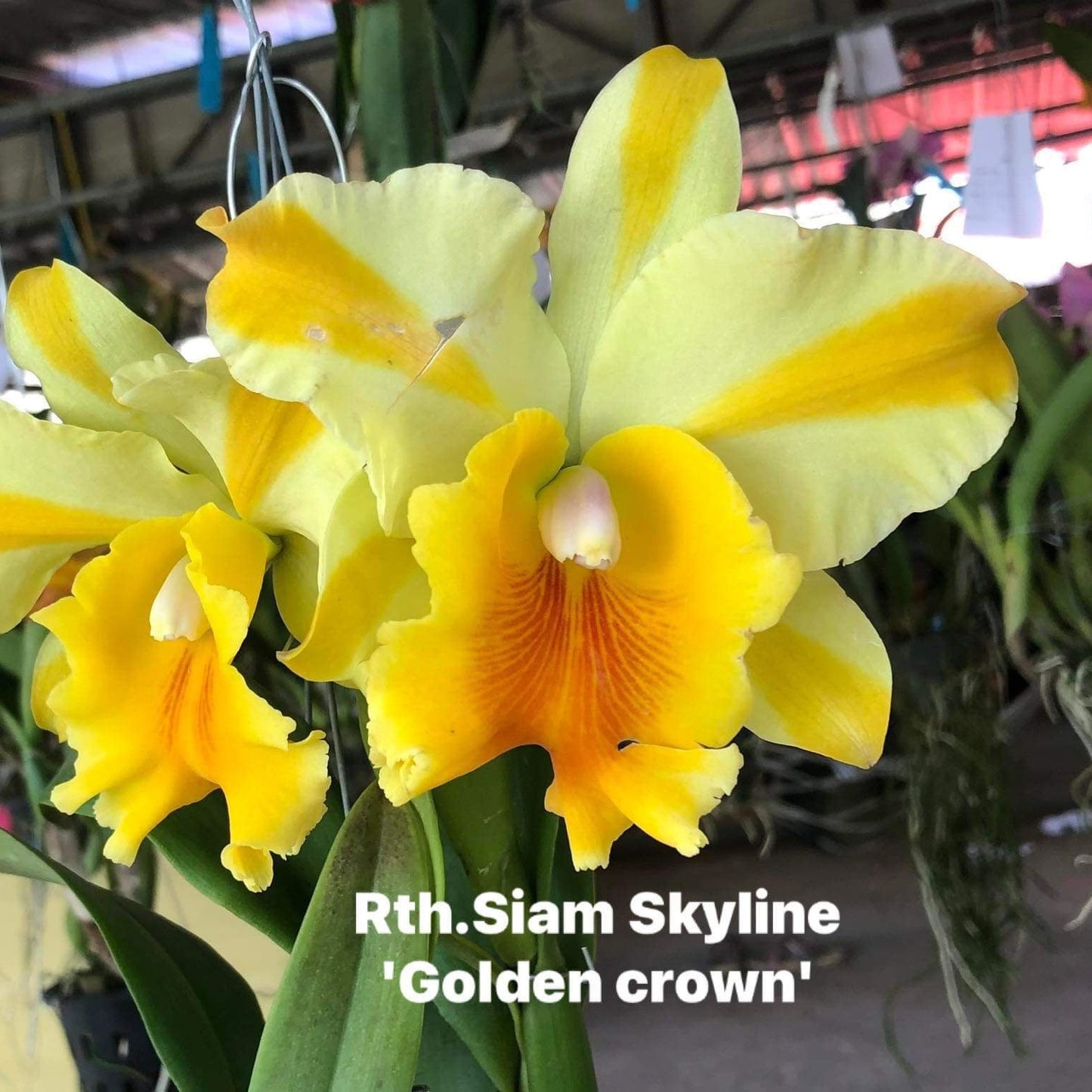 Rlc. Siam Skyline 'Golden Crown' (222)