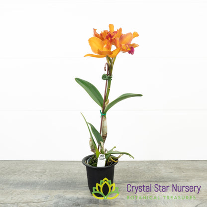 Rth Shinfong Little Sun 'Golden Boy' x (Blc Oconee x Cattleya Black Jack)
