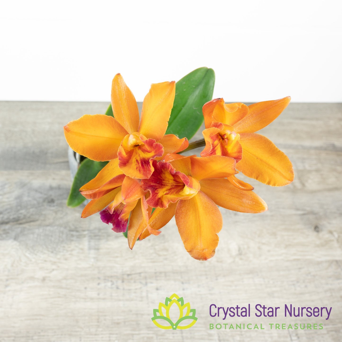 Rth Shinfong Little Sun 'Golden Boy' x (Blc Oconee x Cattleya Black Jack)