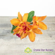 Rth Shinfong Little Sun 'Golden Boy' x (Blc Oconee x Cattleya Black Jack)
