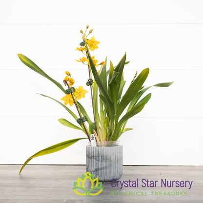 Burrageara Sunkissed ’Butter Cup’ (H978)