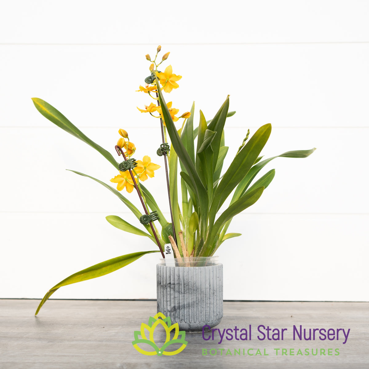 Burrageara Sunkissed ’Butter Cup’ (H978)