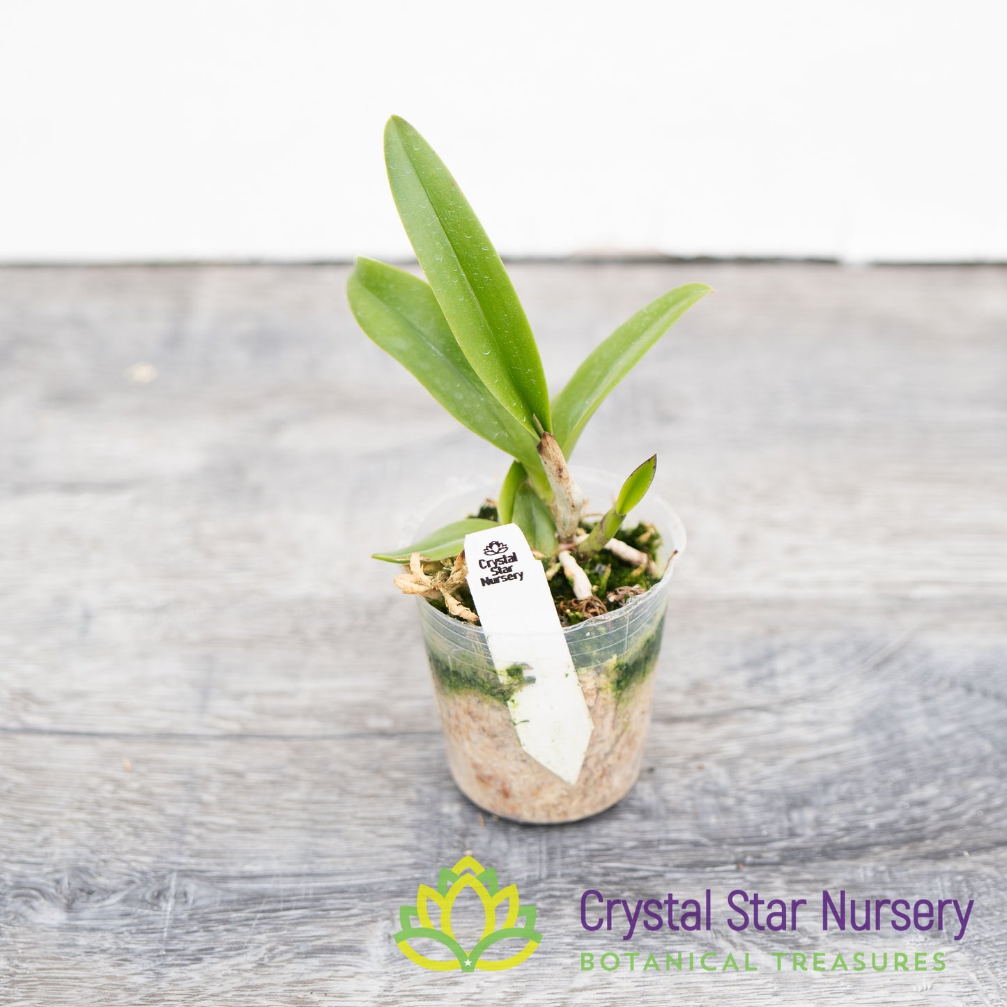 Brassocattleya Taiwan Big Lip 'Ta-Hsin' (M461)