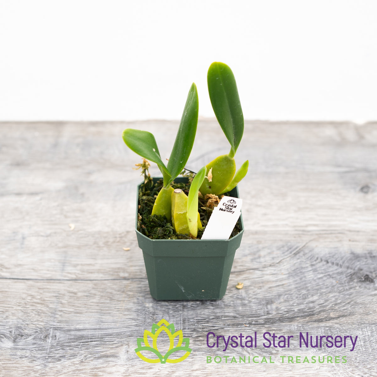 Bulbophyllum Oxypterum
