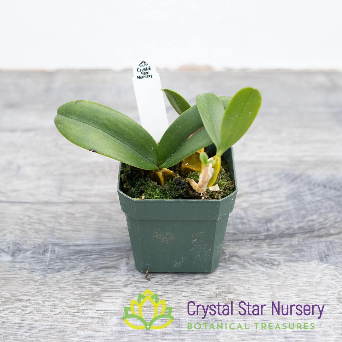 Bulbophyllum Blepharistes (15)