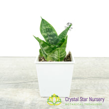 Sansevieria trifasciata 'Hahnii'