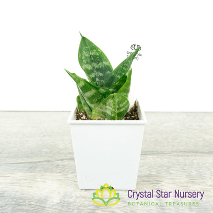 Sansevieria trifasciata 'Hahnii'