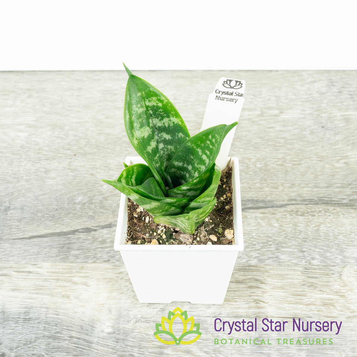 Sansevieria trifasciata 'Hahnii'