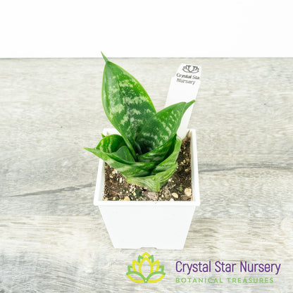 Sansevieria trifasciata 'Hahnii'