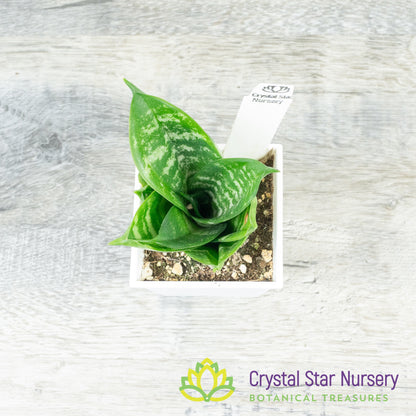 Sansevieria trifasciata 'Hahnii'