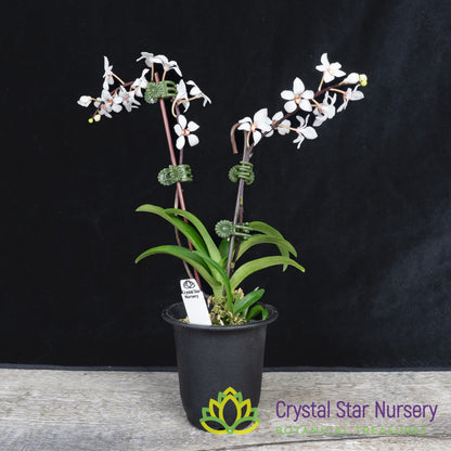 Sarcochilus Hartmannii (23)