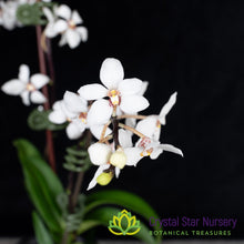 Sarcochilus Hartmannii (23)