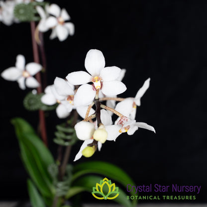 Sarcochilus Hartmannii (23)