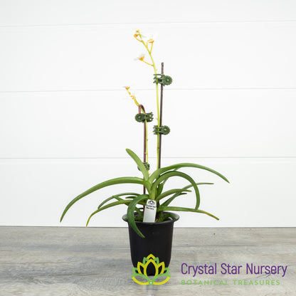 Sarcochilus Madge 'One' x (Topaz x Roberta 'Yellow') (129)
