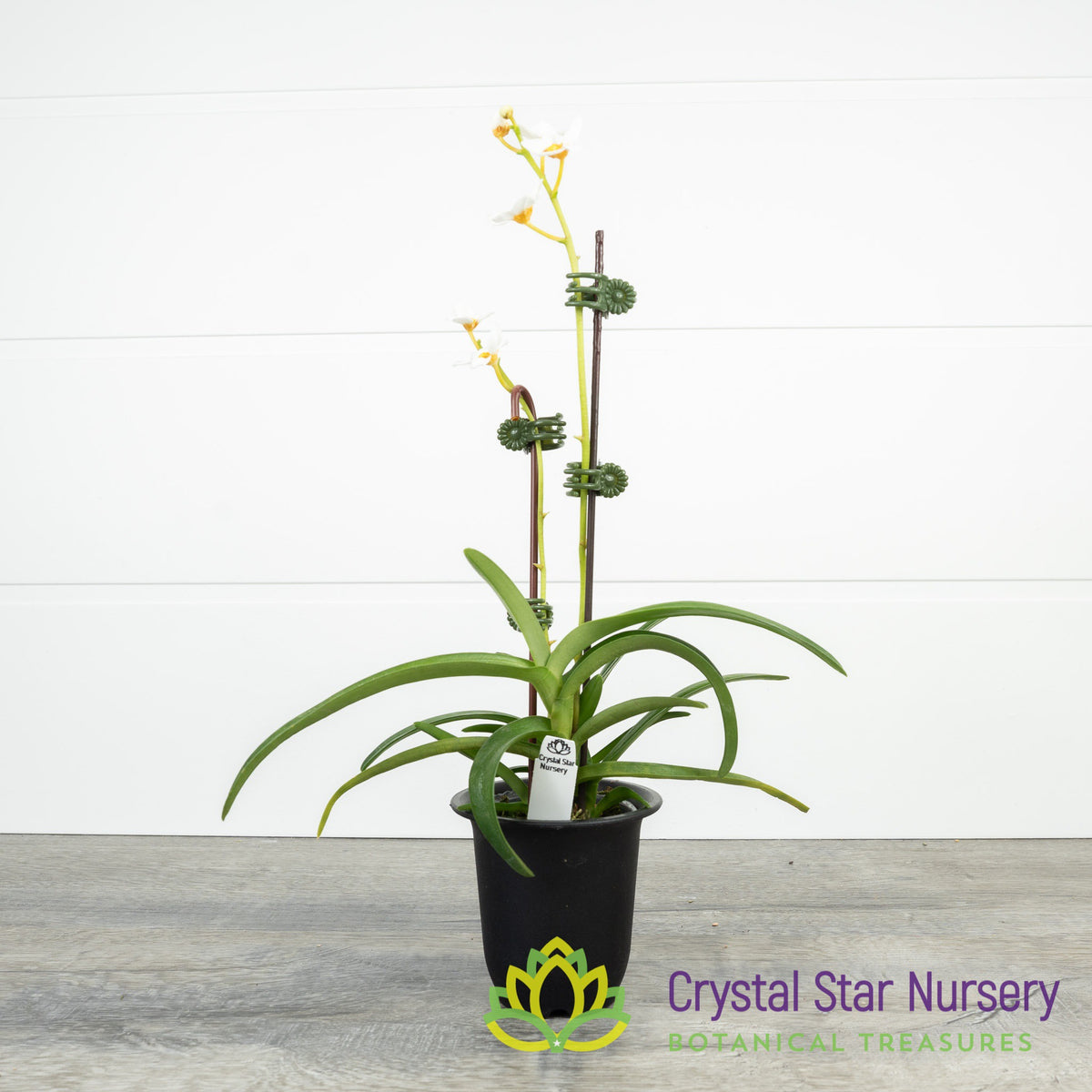 Sarcochilus Madge &#39;One&#39; x (Topaz x Roberta &#39;Yellow&#39;) (129)