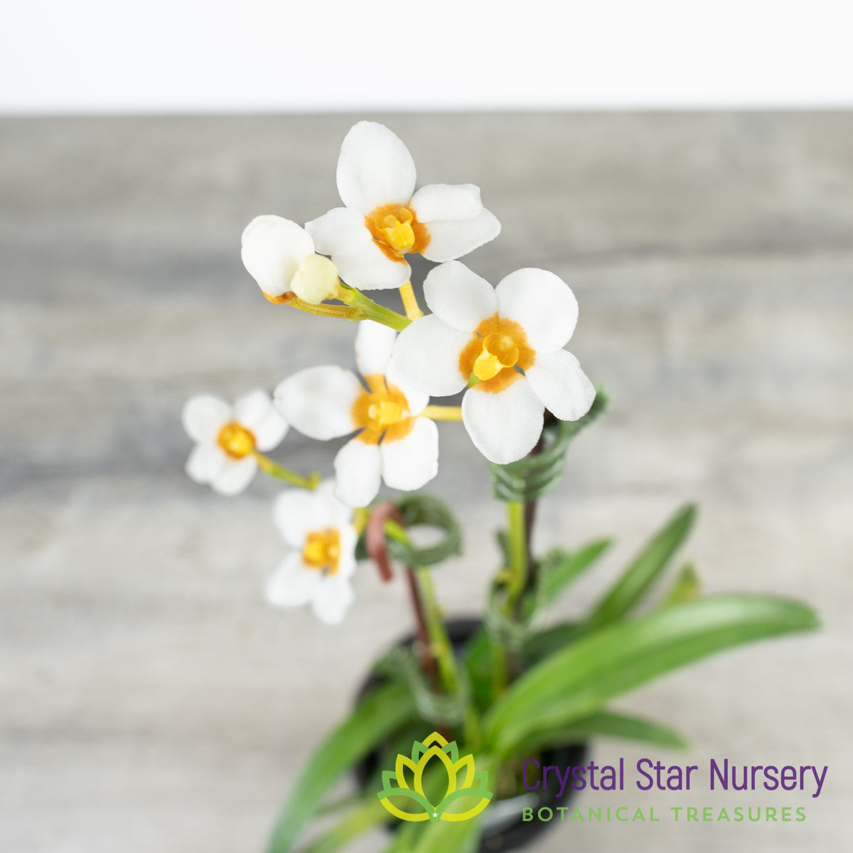 Sarcochilus Madge &#39;One&#39; x (Topaz x Roberta &#39;Yellow&#39;) (129)