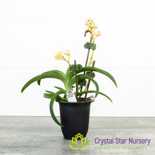Sarcochilus Topaz x Roberta 'Yellow' (141)