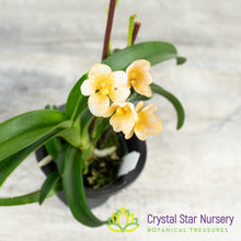 Sarcochilus Topaz x Roberta 'Yellow' (141)
