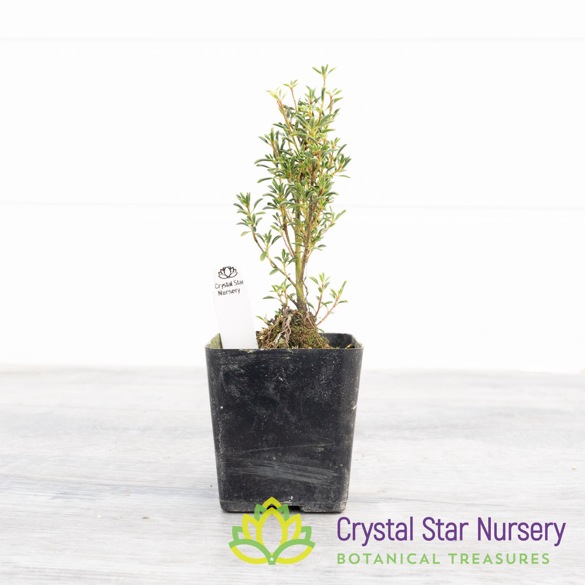 Satsuki Azalea 'Saotome Komachi'