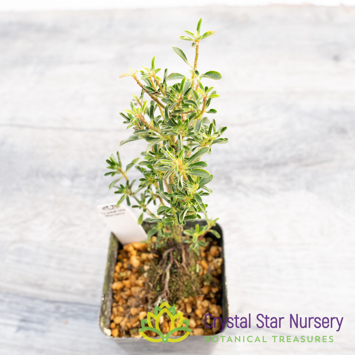 Satsuki Azalea 'Saotome Komachi'