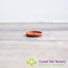 Saucer/Tray for 1" Round Plastic Pot